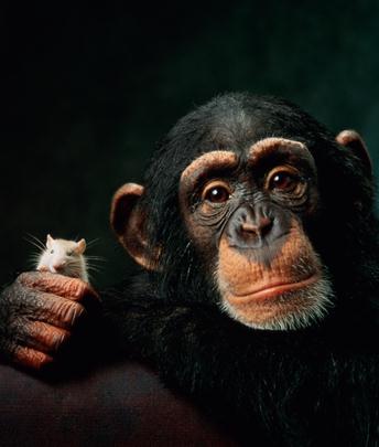 Pan Troglodytes & Mus Vulgaris - in stock now!