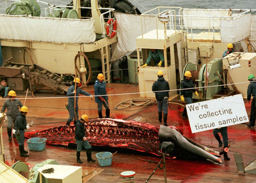 Image source -
 http://whales.greenpeace.org